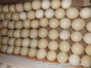 衡陽鴕鳥養殖場/邵陽鴕鳥養殖場/常德鴕鳥養殖場_農副產品_世界工廠網